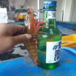 투명새우 / 건강한 새우만을 위한 청정지역 투명새우