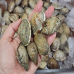 남해 탱글 참바지락 1kg / 쫄깃한 식감, 살밥 제대로 찬 참바지락!