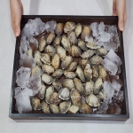남해 탱글 참바지락 1kg / 쫄깃한 식감, 살밥 제대로 찬 참바지락!
