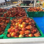 바다의 꽃 활 멍게 3kg
