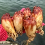 바다의 꽃 활 멍게 3kg