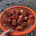 바다의 꽃 활 멍게 3kg