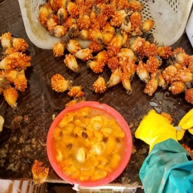 바다의 꽃 활 멍게 3kg