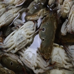 삼점 암꽃게장 1+1 / 2kg + 2kg + 2kg 로 총 6킬로!