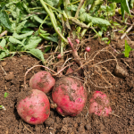 2024 카스테라 햇홍감자 / 산지 당일 수확 출고