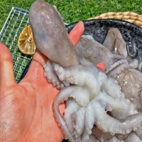 급냉 활 낙지 6미 / 방금까지 바다에서 헤엄치던 활 낙지!!