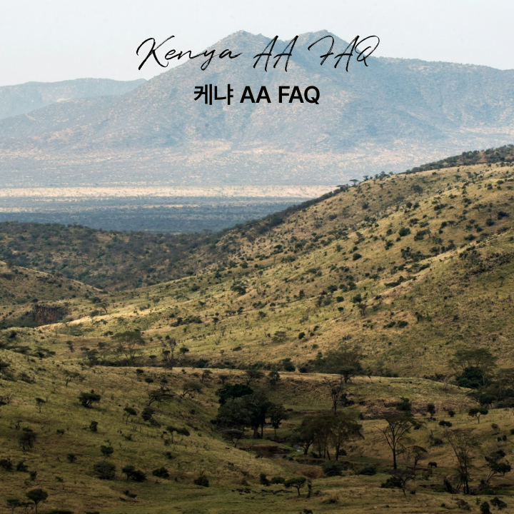 싱글오리진 케냐 AA FAQ 원두