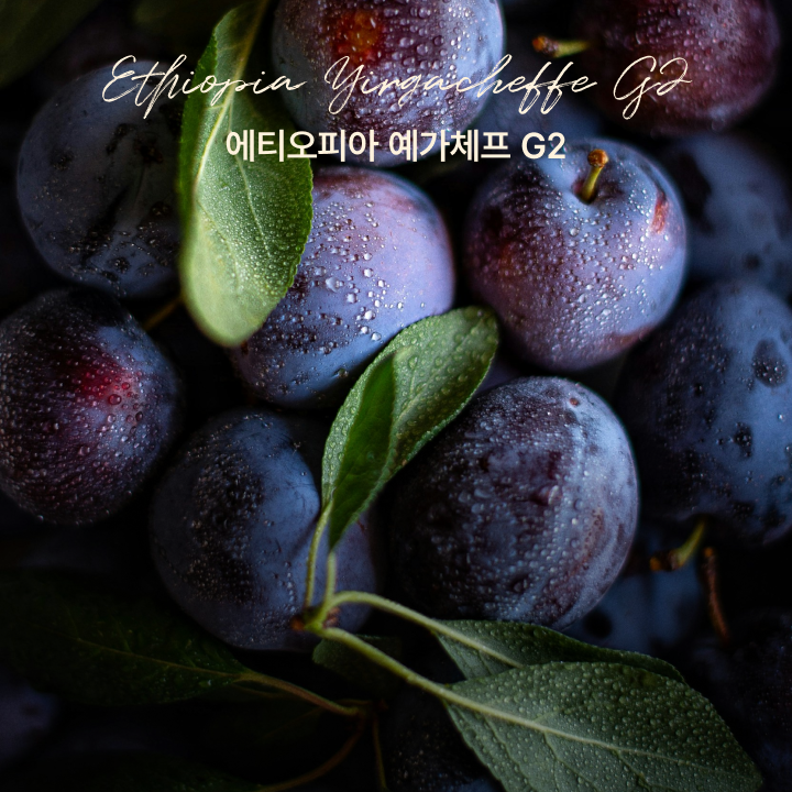 싱글오리진 에티오피아 예가체프 G2 원두