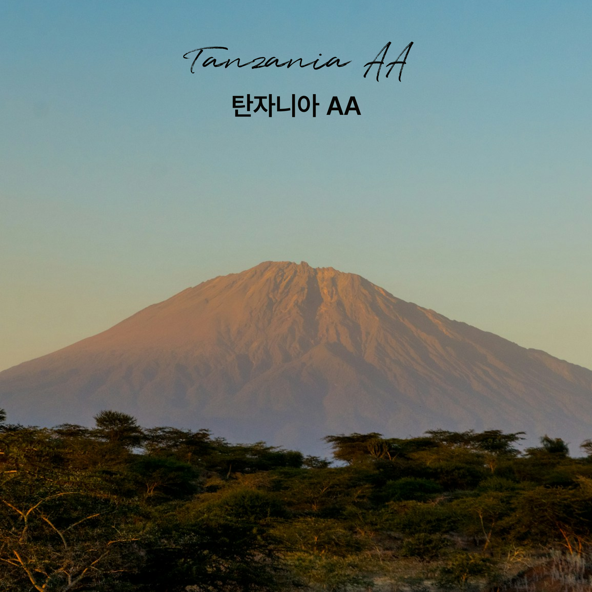 싱글오리진 탄자니아 AA 원두