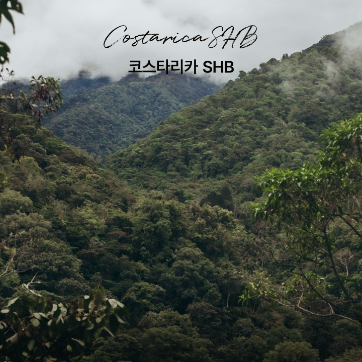 싱글오리진 코스타리카 SHB 원두