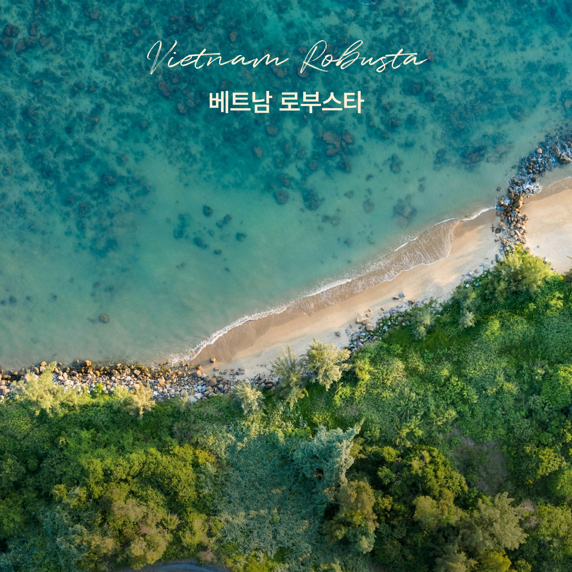 싱글오리진 베트남 로부스타 원두