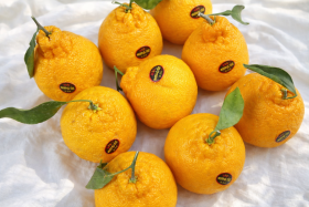 보성명가 한라봉 3kg