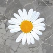 Daisy 데칼