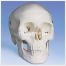 두개골(Skull)모형