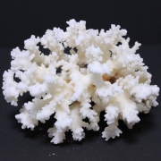 꽃산호 어항장식품 (12cm~16cm)