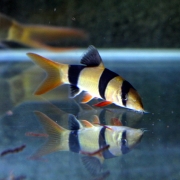 [달팽이 청소] 크라운로치 5cm급