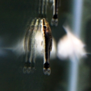 [추위에강한아이들] 오토싱 5마리