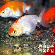 난주 2마리