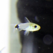 [추위에강한아이들] 하스타투스 코리도라스 10마리