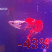 플래티넘오렌지 빅이어 구피 (암수 선택 가능)