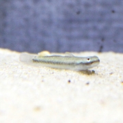 네온블루 고비 (담수망둥어)