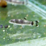 팬더가라 20마리/100마리(할인)