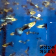 코발트 구피 (쌍/트리오)