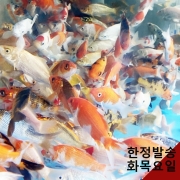 [추위에강한아이들] 비단잉어 공작잉어 플버코 3종 1마리/5마리