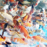 [추위에강한아이들] 비단잉어 공작잉어 플버코 3종 1마리/5마리