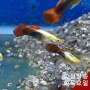 골든턱시도 구피 (쌍/트리오)