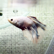 [셀렉트] 하프문 베타 수컷 05