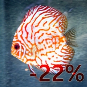 레드판다 디스커스 성어 암 C