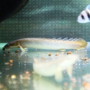 폴립테루스 세네갈 20cm급