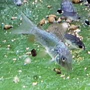 브로키스 스플렌덴스 코리도라스