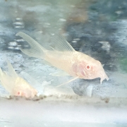 알비노 아에네우스 롱핀 코리도라스