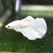 [셀렉트] 희귀 하프문 베타 수컷