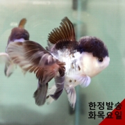 판다오란다 10cm급