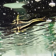 블랙아로와나 유어