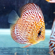 레오파드 스킨 디스커스 스탠딩에그타입 9cm 전후 C