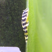 임페리얼타이거 플레코 3cm급