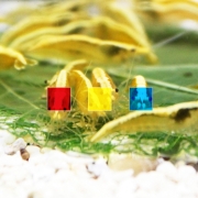 삼색 새우 세트 3종3마리씩 총 9마리 (블러드메리,골든백,블루벨벳)