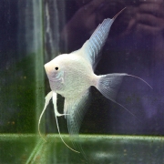 플래티넘 엔젤피쉬 10cm급