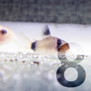 코리도라스 8종