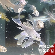 플래티넘버터플라이코이 10cm이하급 3마리 은잉어 롱핀
