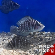 칼부스 6cm급