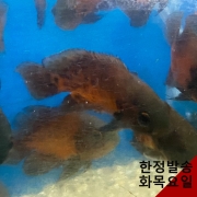 오스카 6cm급