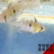 저먼 라미네지 2마리