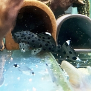 L-264 술탄플레코 2.5cm급