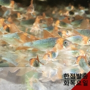 슈퍼에쿠스 코리도라스 유어 5마리