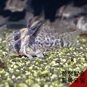 레섹스 코리도라스 유어 2마리
